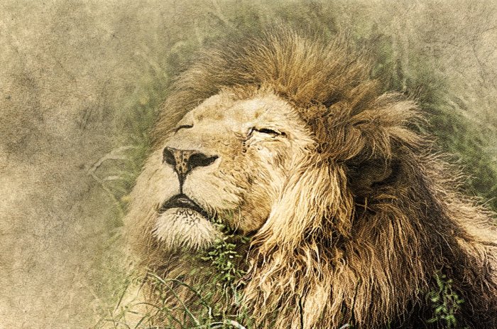 Lion Head Lying Down Art Vintage Nature Animal
